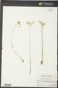 Polygala balduinii image