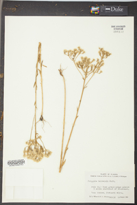 Polygala balduinii image