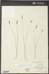 Polygala chapmanii image