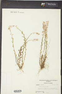 Polygala crenata image