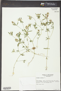 Polygala cruciata image