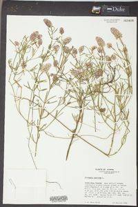 Polygala cruciata image