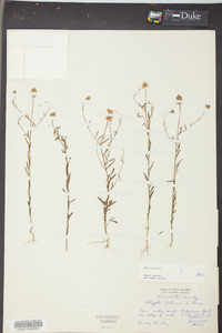 Polygala curtissii image