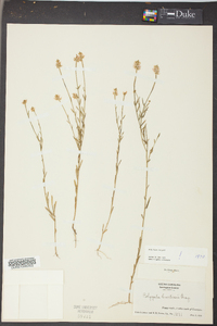 Polygala curtissii image