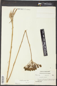 Polygala cymosa image