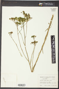 Polygala cymosa image