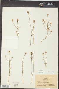 Polygala curtissii image