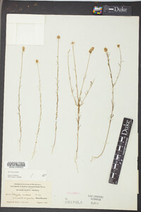 Polygala curtissii image