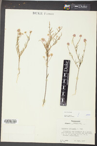 Polygala curtissii image