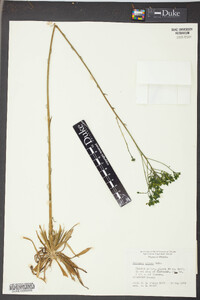 Polygala cymosa image