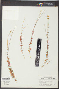 Polygala flagellaris image