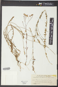 Polygala flagellaris image