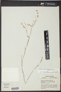 Asemeia grandiflora image