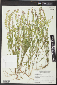 Asemeia grandiflora image