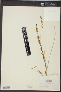 Polygala grandiflora image