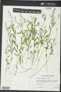 Polygala grandiflora image