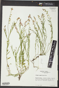 Asemeia grandiflora image