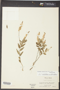 Asemeia grandiflora image