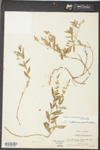 Asemeia grandiflora image