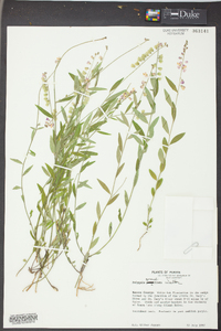 Asemeia grandiflora image