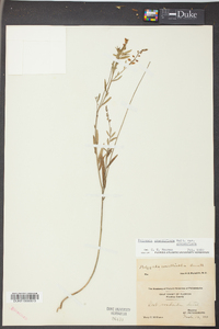 Polygala grandiflora image