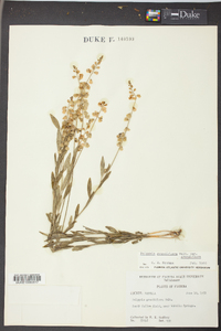 Asemeia grandiflora image