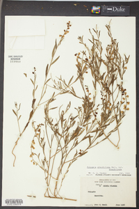 Asemeia grandiflora image