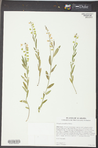 Asemeia grandiflora image