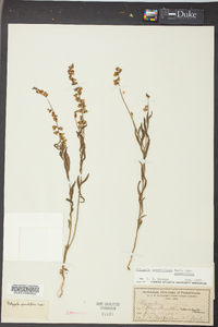 Asemeia grandiflora image