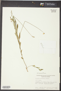 Asemeia grandiflora image