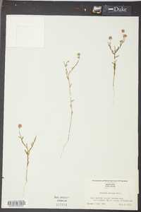 Polygala mariana image