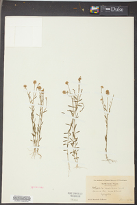 Polygala mariana image