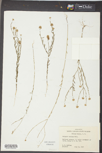 Polygala mariana image