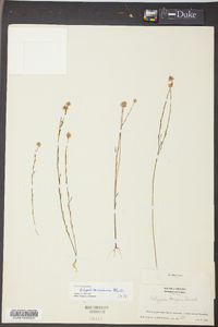 Polygala mariana image