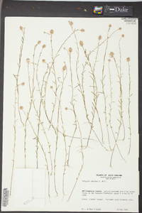 Polygala mariana image