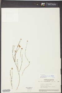 Polygala mariana image