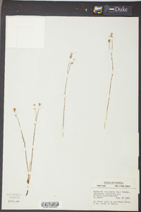 Polygala incarnata image