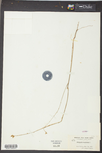 Polygala incarnata image