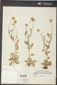 Polygala lutea image