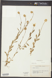 Polygala lutea image