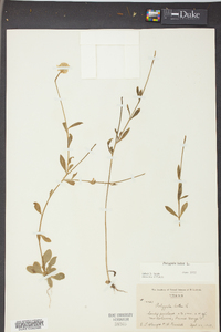 Polygala lutea image