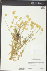 Polygala lutea image