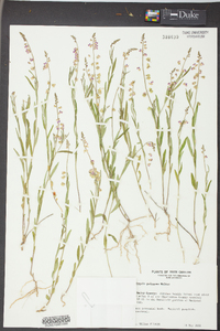 Polygala lutea image