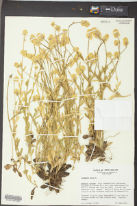 Polygala lutea image