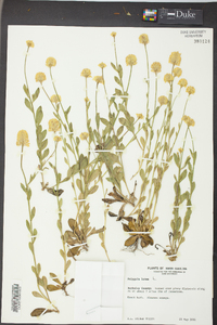 Polygala lutea image