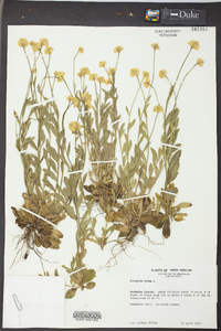 Polygala lutea image