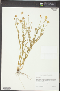 Polygala lutea image