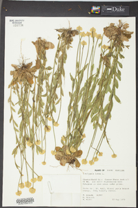 Polygala lutea image