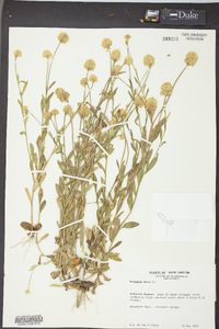 Polygala lutea image