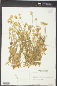 Polygala lutea image